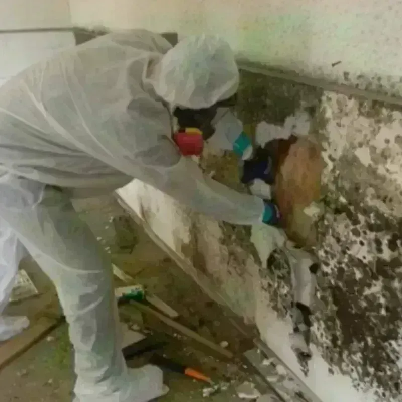 Mold Remediation and Removal in Travis County, TX